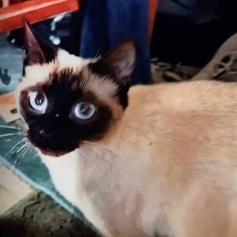 Keekee