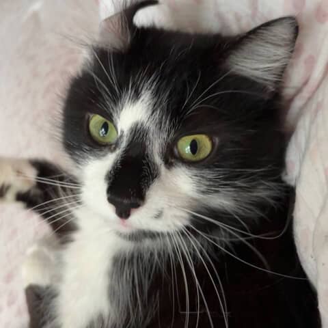 Jinx