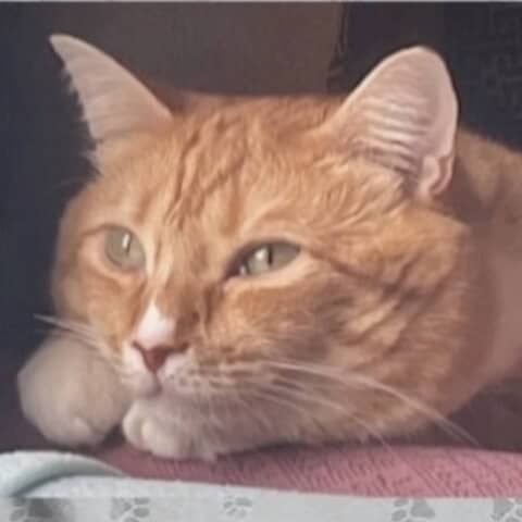 Seamus