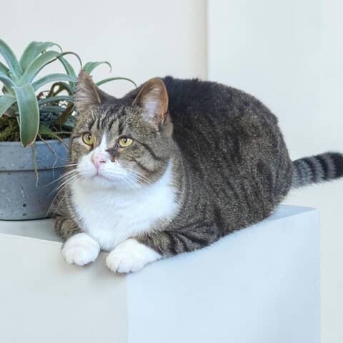 Purr
