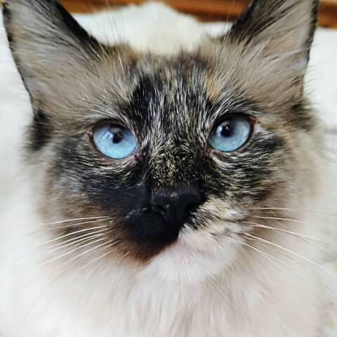 Nilla