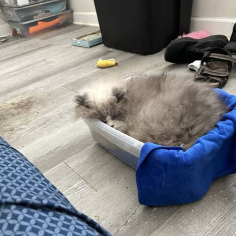 Mimoso