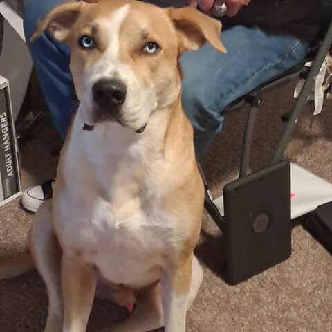 Koda