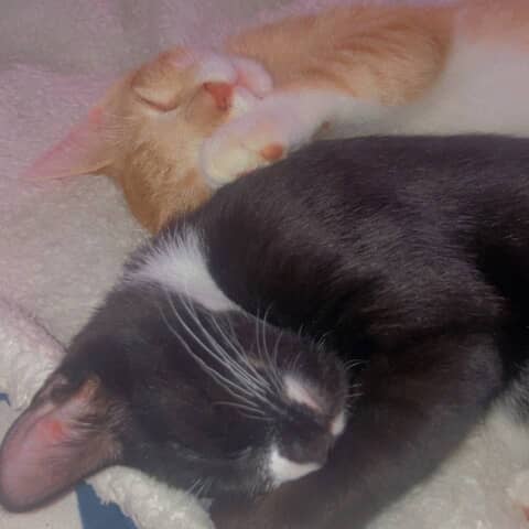 Milo & Mila