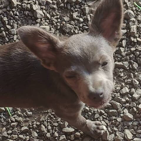 missy sweetness
