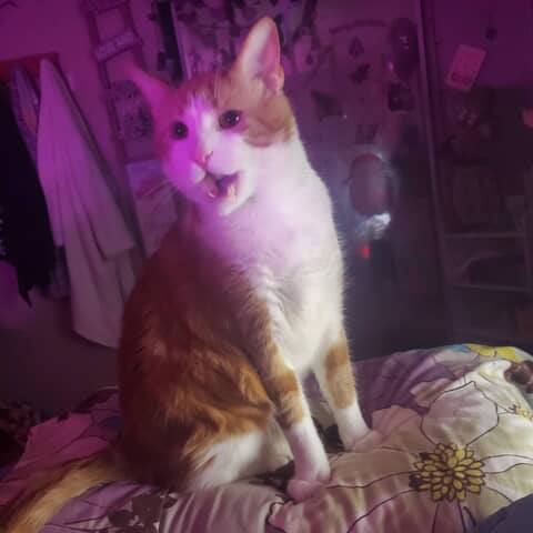 Arche