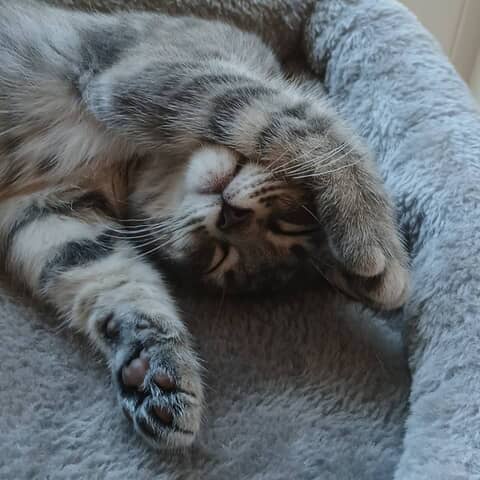 Smokey