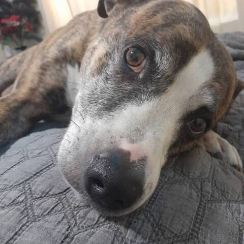 BUDDY