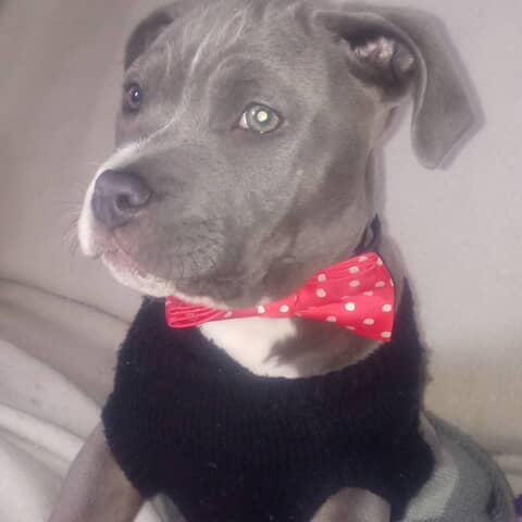 Debo