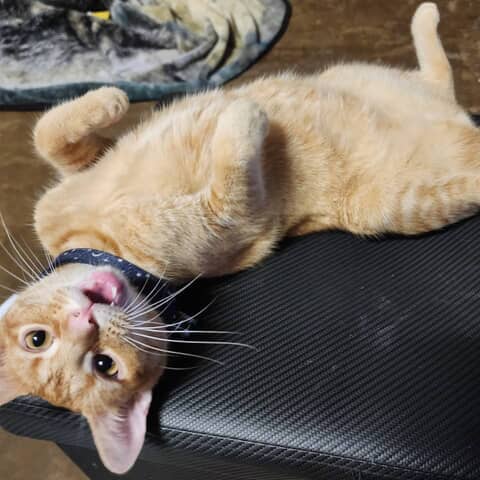 Niffty