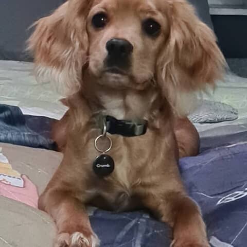 Frankie