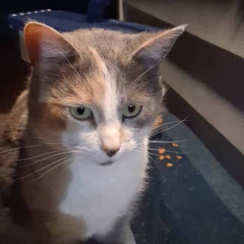 Daisy