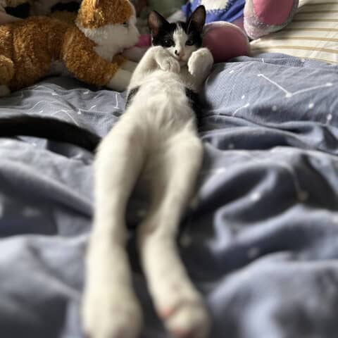 Kitty