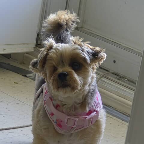 Roxie