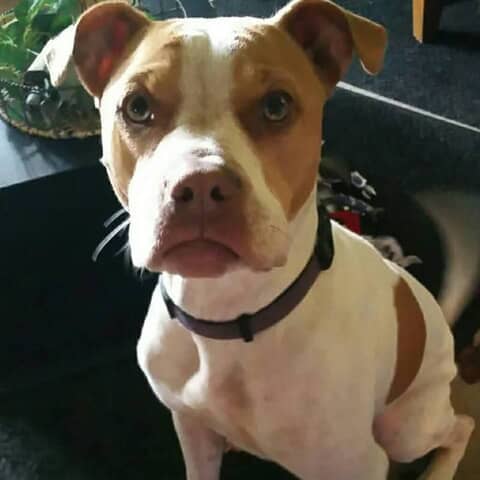 Sammie