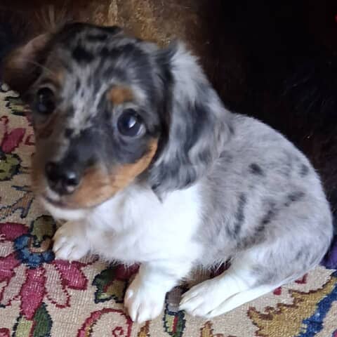 Willow