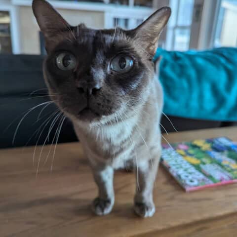 Samboney