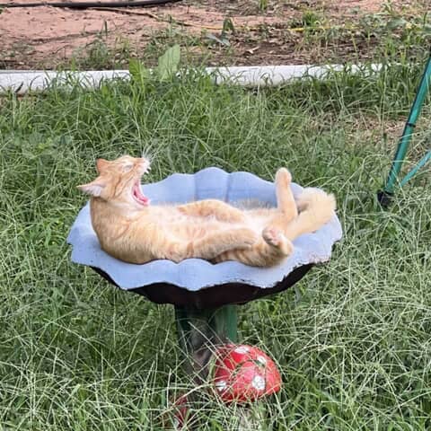 Peanut