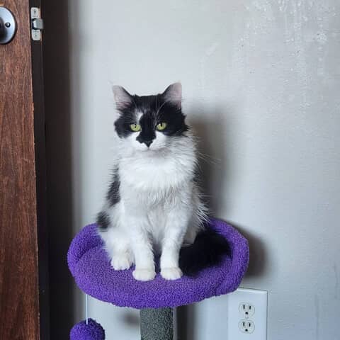 Oreo