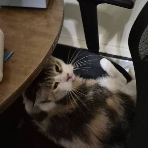 lulu