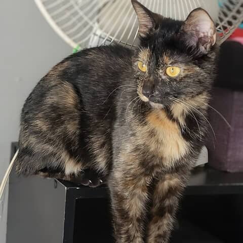 Mocha
