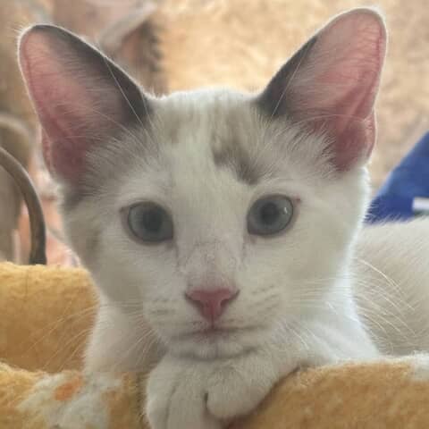 Charlie