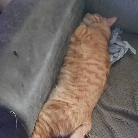 Peanut