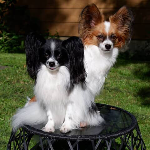 Willow & Obi