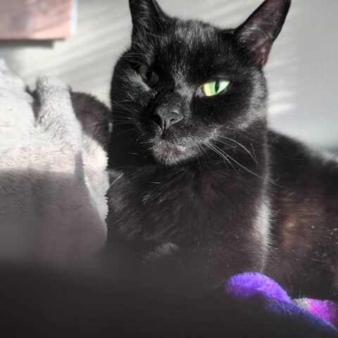 Odin