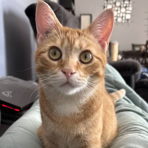 Ernie