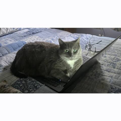 Mr. Blue