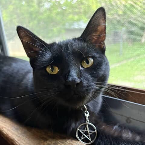 Luci