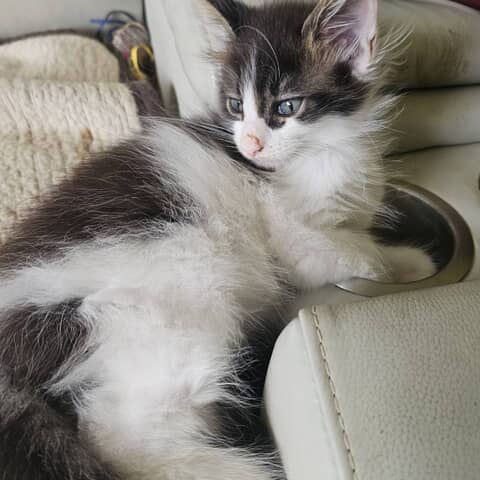 Koda