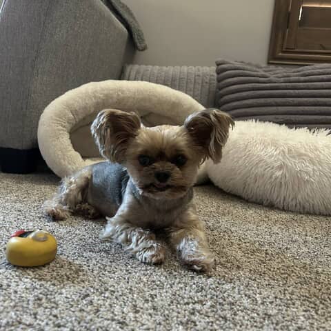 Harley