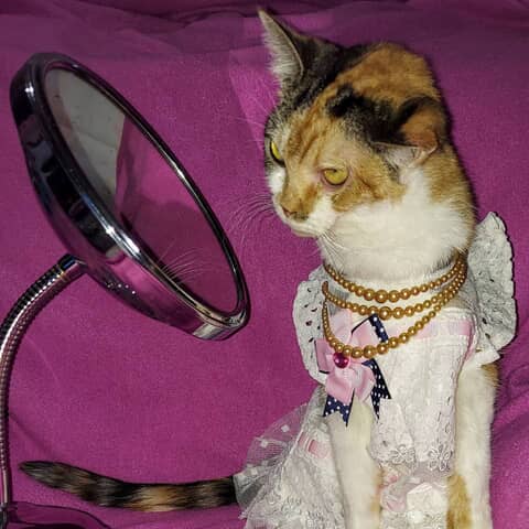 Callie