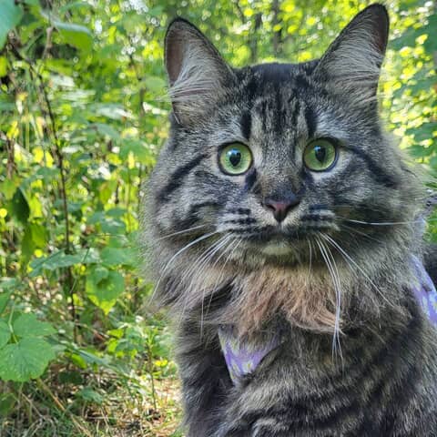 Nala