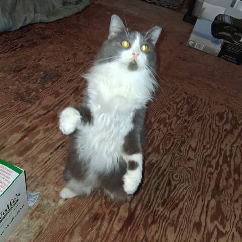 Smokey