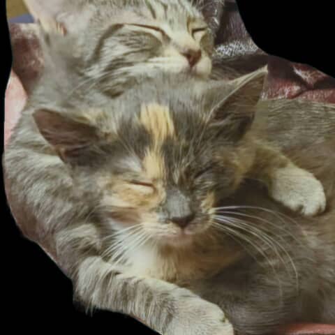 Cheshire and Cathena