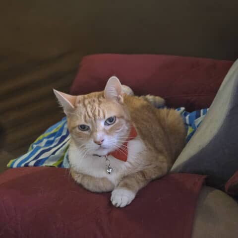 Mishu