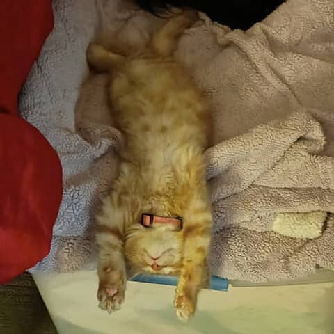 Peaches