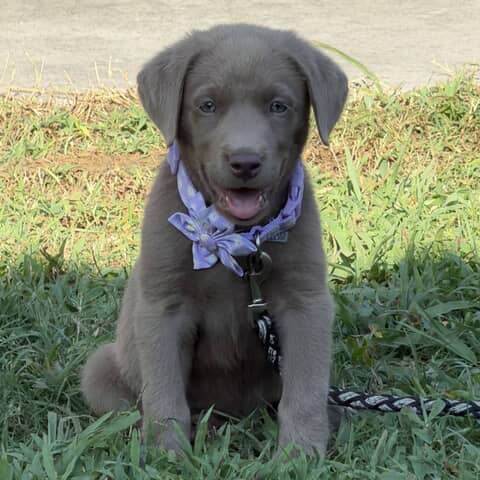 Daisy Mae