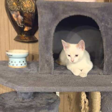 Olaf