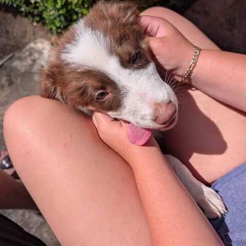 Dolly