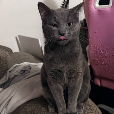 Perci