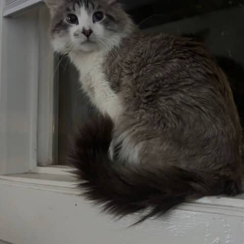Tigger the Maine Coon on Pupvote