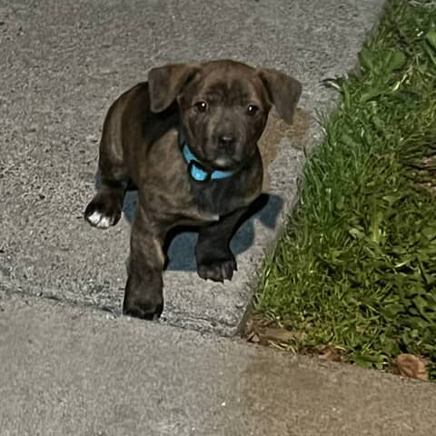 Stella