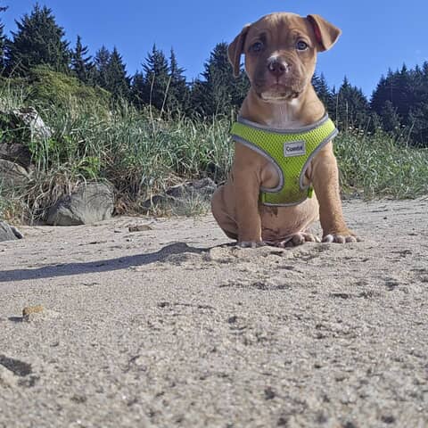 Hank