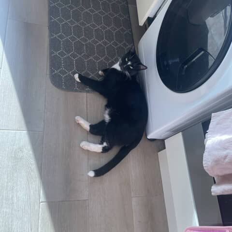 Leo