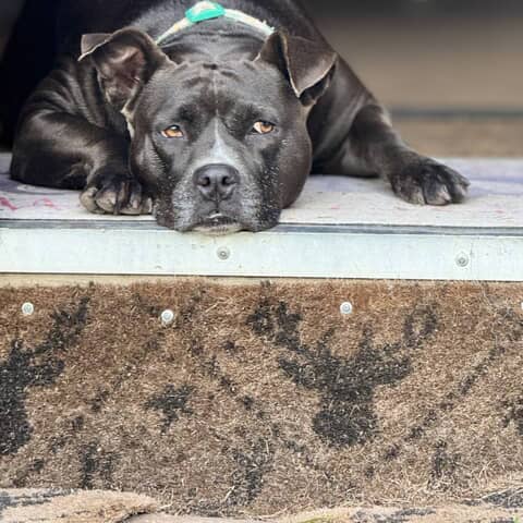 Dixie Lou