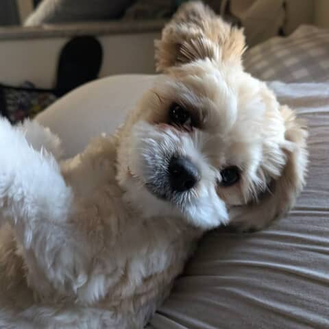 Lilli